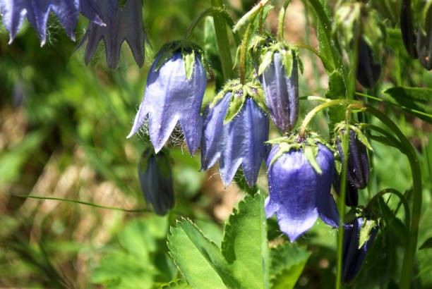 beautiful purple bellflowers blooming in the Alps spring in the Austrian Alps rettenbach glacier stock pictures, royalty-free photos & images