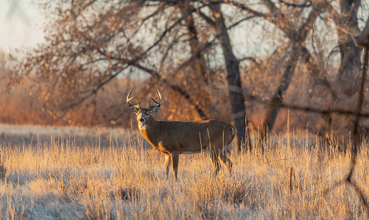 Whitetail Deer Buck en otoño photo