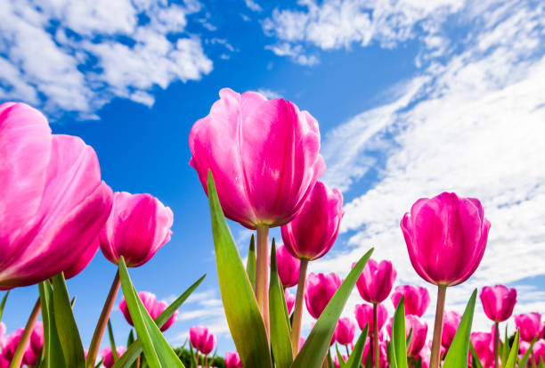 istock Beautiful tulips flower with the blue sky background 1203579171