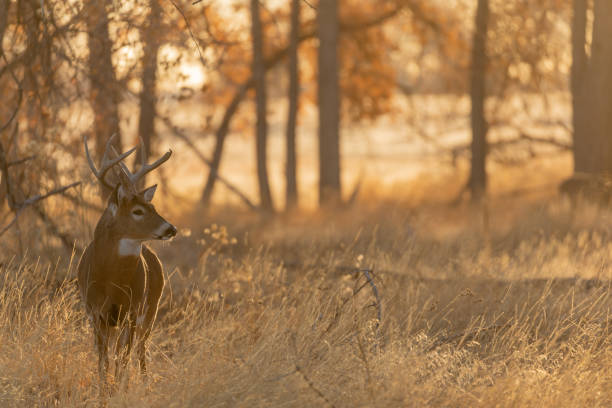 Whitetail Deer Buck in Fall stock photo