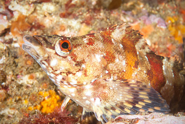 istock Close up of colorful fish 120358027