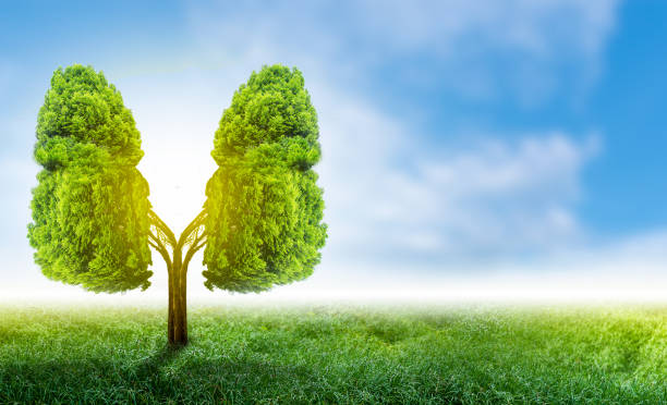 istock Lung green tree-shaped images, medical concepts, autopsy, 3D display and animals as an element 1203580663