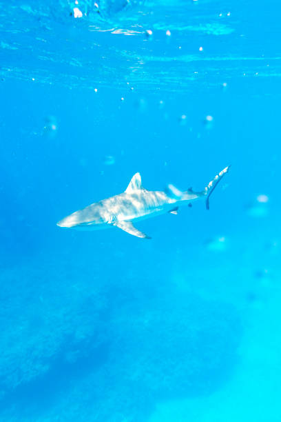 ein gefährlicher grauhai - sand tiger shark stock-fotos und bilder