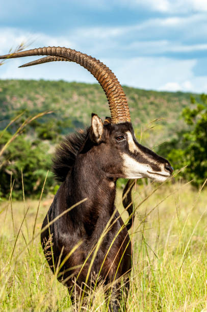 594 Sable Antelope Stock Photos, Pictures & Royalty-Free Images - iStock | Giant sable antelope 594 Sable Antelope Stock Photos, Pictures & Royalty-Free Images - iStock | Giant sable antelope