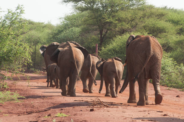 istock Herd of elephants strolling into distance 1203582651