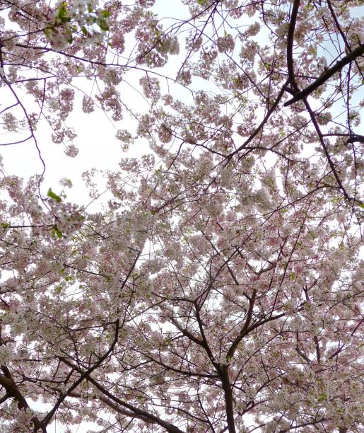 istock Cherry blossom blooms among branchs in Washington, DC 1203582819