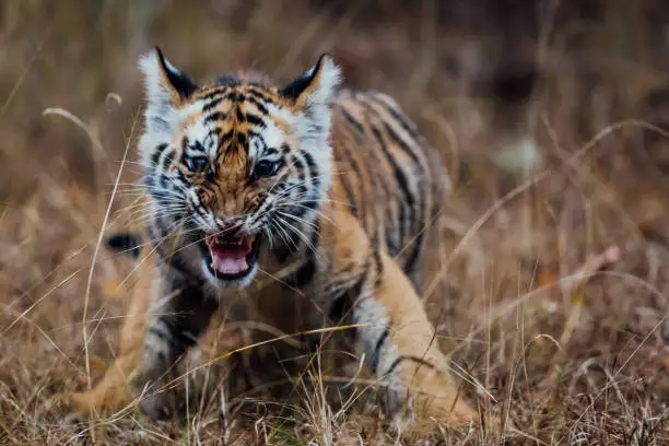 Photo of Tiger cub hissing