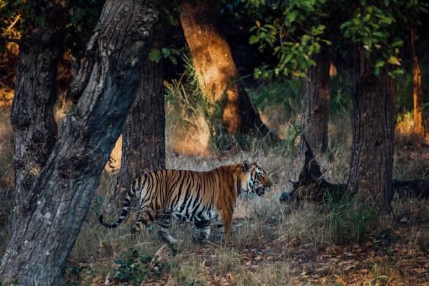 istock Large male tiger in the forest 1203582920