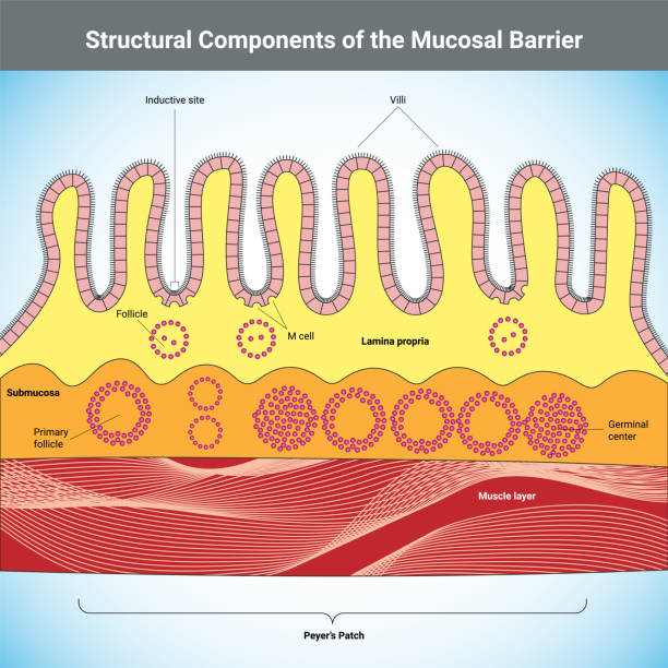 strukturelle komponenten der mucosal barrier medizinische illustration - mucosa stock-grafiken, -clipart, -cartoons und -symbole