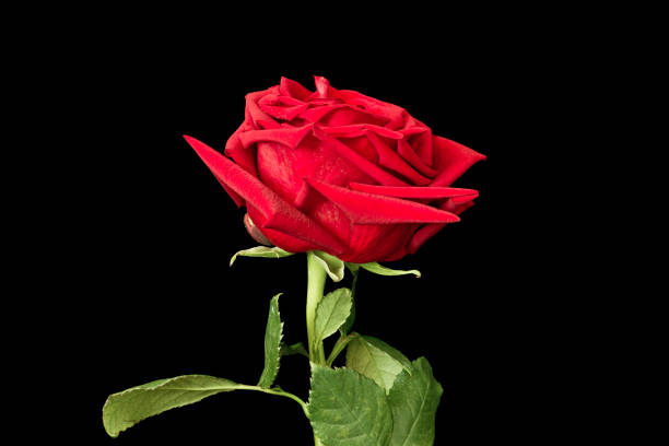 istock Dark red rose with rain drops closeup 1203583707