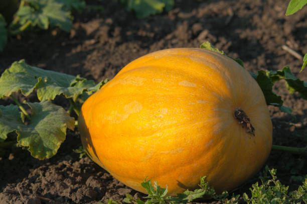istock Pumpkin in Farm Field 1203584574
