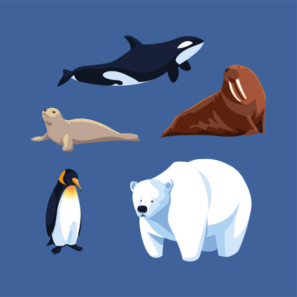 ilustraciones, imágenes clip art, dibujos animados e iconos de stock de conjunto de animales árticos en un fondo azul - tip of the iceberg