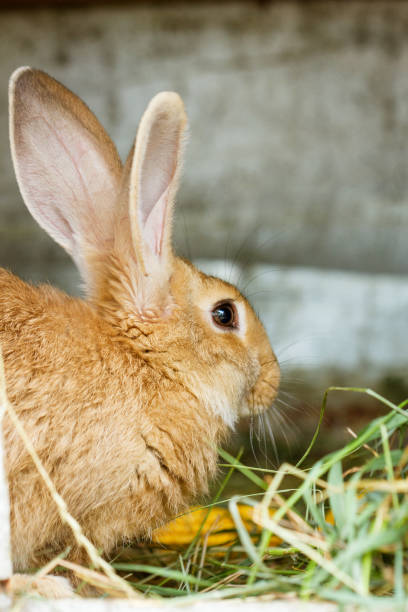 istock cute rabbits are sitting on the farm eating hay 1203584947