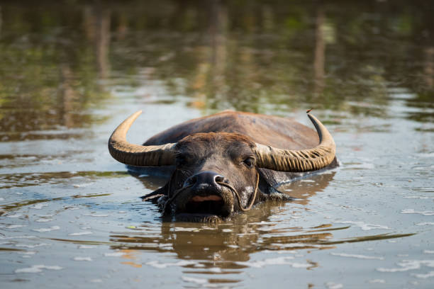 istock Thai water buffalo eating on river 1203584995