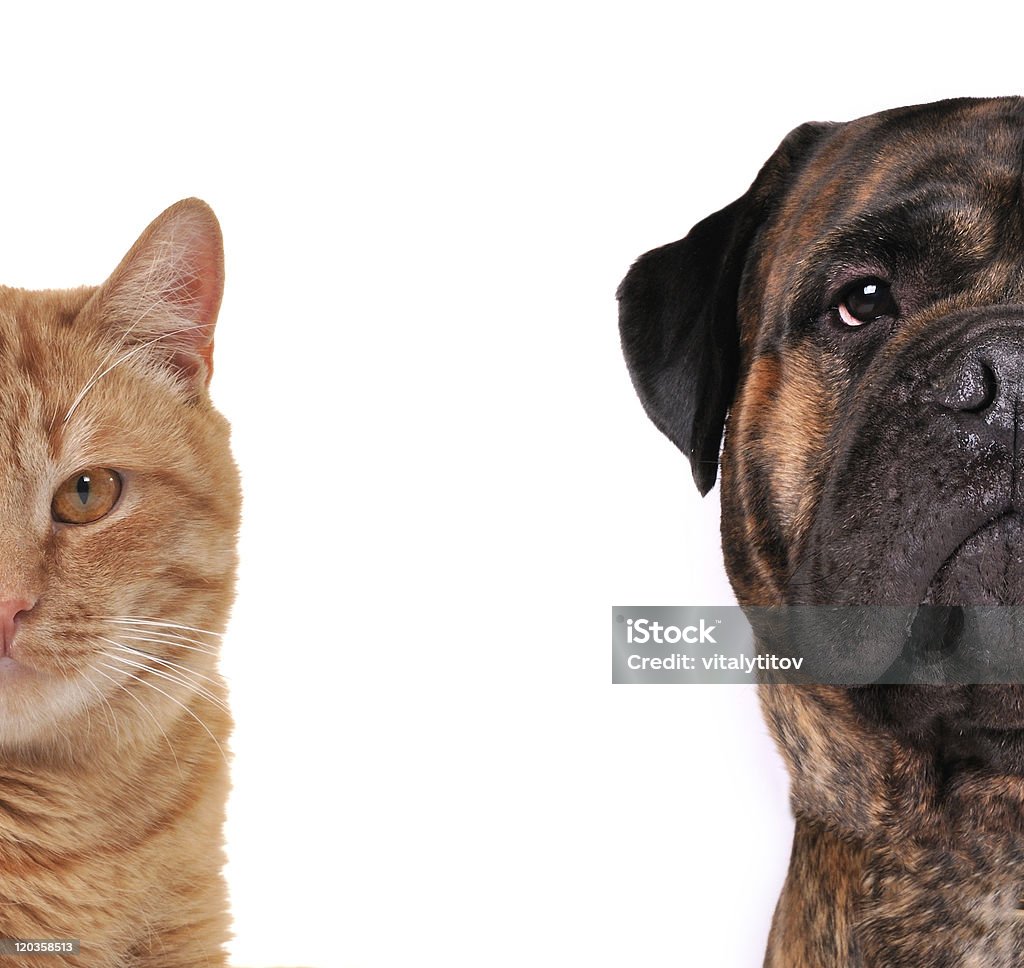 고양이, 개, 반 안면 입마개, 카메라 보기 - 로열티 프리 개 스톡 사진