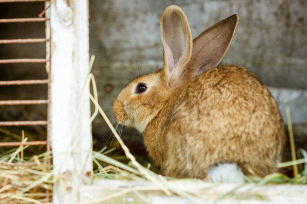 istock cute rabbits are sitting on the farm eating hay 1203585152