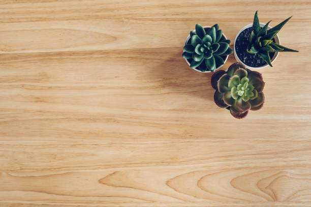 istock Succulent in pot wooden table background with copy space 1203585385