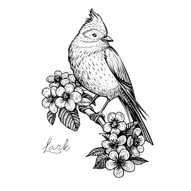 Sitting spring bird on the blooming cherry branch, vintage hand drawn vector. Bird and flowers, vintage hand drawn vector illustration. Sitting spring bird on the blooming cherry branch. Isolated black floral element on white background. lark stock illustrations