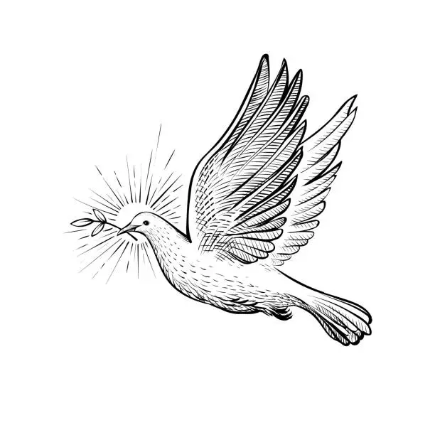 Vector illustration of White flying pigeon with olive branch and rays, line sketch. Faith and religious symbol, vector illustration.