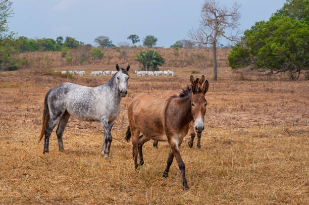 Photo of horse and mules in cattle pastures