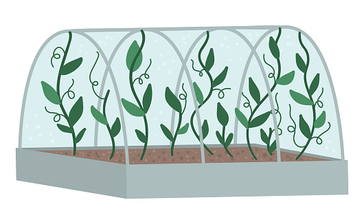 Vector greenhouse with green climbing plants. Flat hot house illustration isolated on white background. Side view greenroom picture. Spring garden illustration.