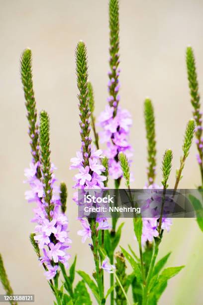 Hoary Vervain Verbena Stricta Stock Photo - Download Image Now - Vervain, Plant, Close-up