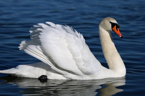 istock White swan on a blue water swimming 1203588184