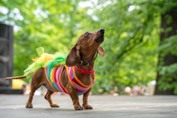 Portrait dog of the Dachshund breed in costume rainbow lgbt dress,in the park at a parade festival dachshund in St. Petersburg stock photo
