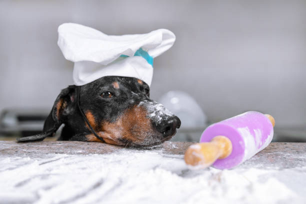 かわいいダックスフント犬の肖像画, 黒と日焼け, 調理帽子を身に着けて, 小麦粉に塗りつぶ, ローリングピンで悲しそうに見て, 調理中に台所で - baker occupation ストックフォトと画像