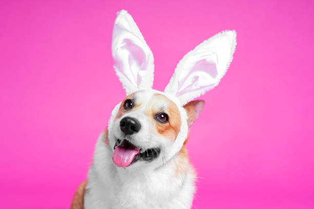 retrato lindo perro galés corgi pembroke como liebre de pascua sobre fondo rosa - dog smiling animal tongue pink fotografías e imágenes de stock
