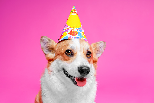 Cute portrait dog pembroke welsh corgi wear cap birthday,  smiles on bright pink background.