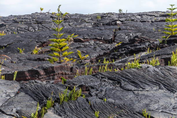 istock 1990 lava hardened into waves, Kaimu, Hawaii, USA. 1203590937
