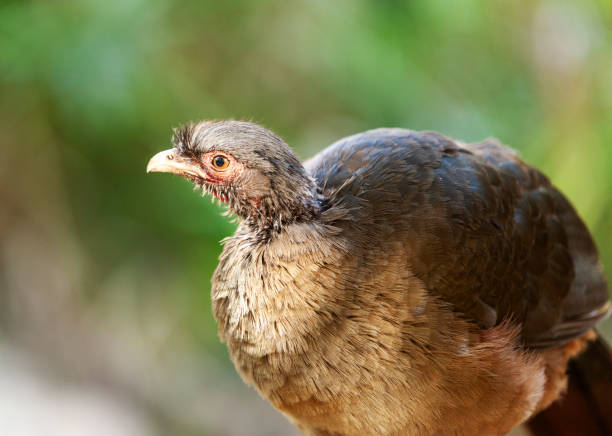 istock Tinamou tropical bird in the Amazon forests, close-up, portrait 1203591576