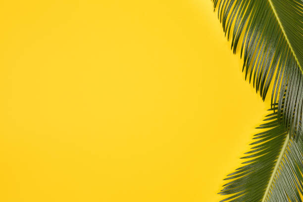 istock Minimal beach composition on yellow background. Palm leaves on yellow background. Top view, copy space. Flat lay. 1203592334