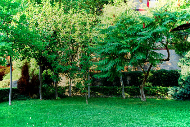 istock Backyard garden decoration concept 1203592639