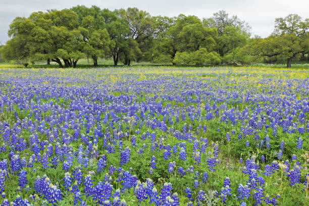 istock Bluebonnet Field - Texas Hill Country 1203593881