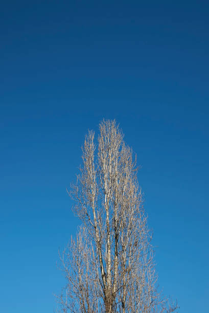 italian nigra populus - poplar tree tree black poplar silhouette imagens e fotografias de stock