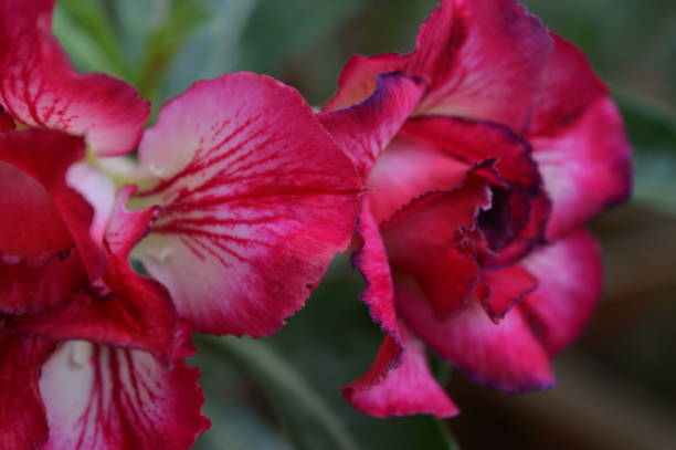 istock Desert Rose Adenium Obesum Triple Red 1203595657