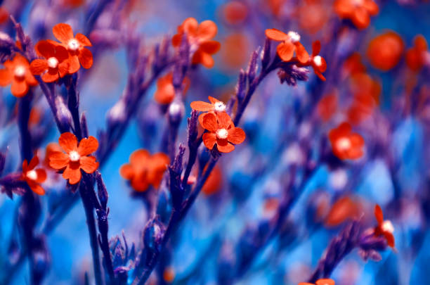 istock Wildflowers on a summer meadow.  abstract floral background 1203596284
