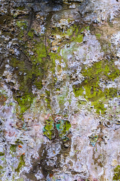 istock green grunge wet obsolete flat wall texture and background 1203596540