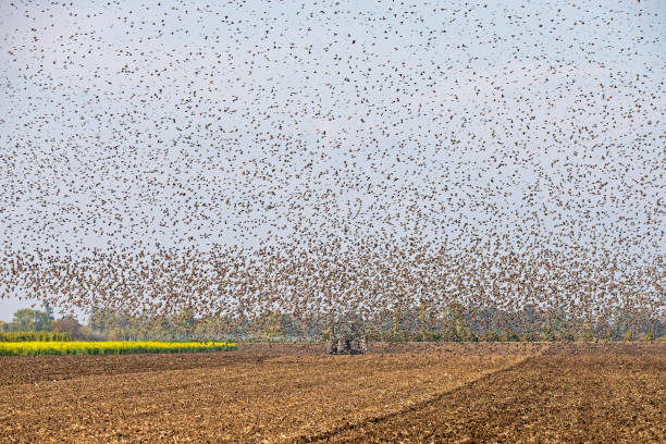istock Stare ( Sturnus vulgaris ) plunder a field in Burgenland, Austria, 1203596673