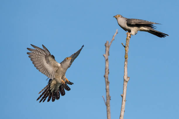 istock Cuckoo (Cuculus canorus), Burgenland, Austria 1203596781