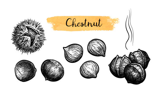 illustrations, cliparts, dessins animés et icônes de croquis d'encre des châtaignes. - chestnut