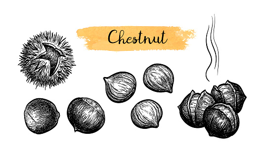 Chestnuts. Ink sketch isolated on white background. Hand drawn vector illustration. Retro style.