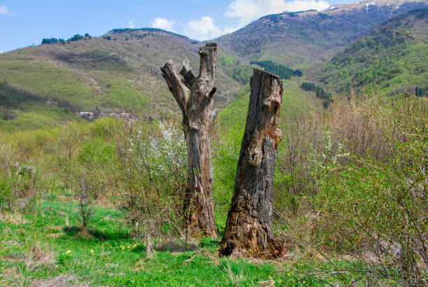Spring In The Mountains Of Armenia