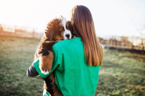 Dog shelter Young woman working together with veterinarian at kennel or animal shelter and checking health of adorable Bernese Mountain dogs. bernese mountain dog photos stock pictures, royalty-free photos & images