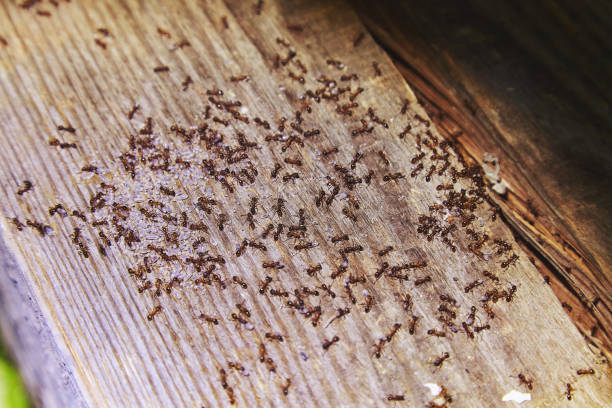 Ants inside woods of house stock photo