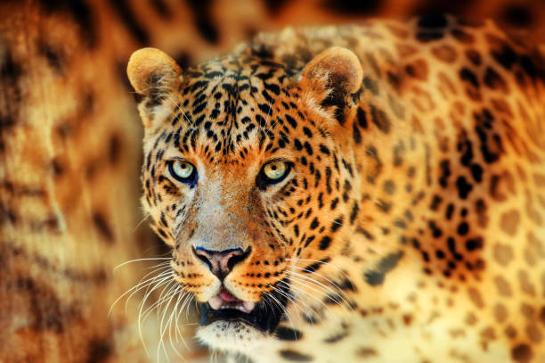 istock Portrait of a beautiful leopard 1203599161