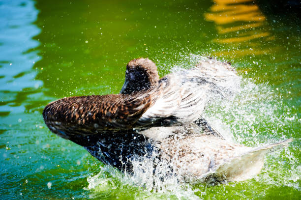 Great white pelican swimming on lake and splashes water.