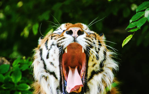 istock Beautiful amur tiger portrait 1203599857